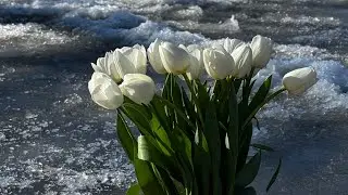 Его пожелание Вам✨🌸❤️ Ох, и поднял настроение 😁😉