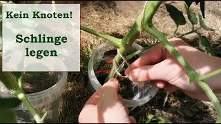 Tomaten anbinden, Schlinge um den Trieb legen. 22.05.2022