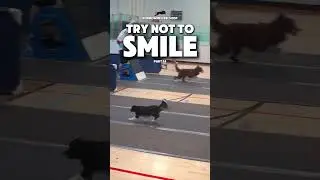 new dog video #dogs #amazing #trending #trendingshorts