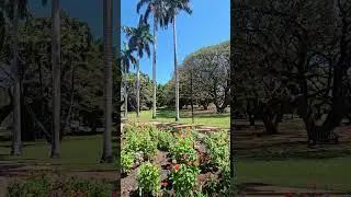 Stunning George Brown Botanic Gardens | Darwin City NT Australia #Shorts