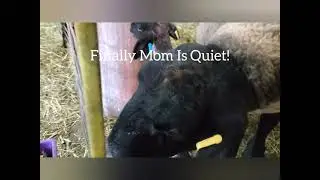 Sheep Farming: Our Procedure For Removing Sheep from Lambing Jugs
