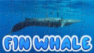 Fin whale - Whales puzzle - Whale puzzle | WAP Puzzle