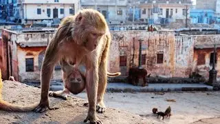 Cute MonkeyMonkey feeding Baby MonkeyLike hUmanFunny Monkey