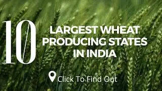 Top 10 Largest Wheat Producing States in India