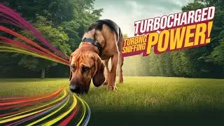 The Turbocharged Sniffing Ability of the Bloodhound