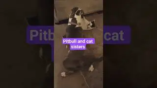 best friends #pitbull #kittycat #sisters #pets #bestfriends #BFF #pitcrew #cc3 #pitbull #catvideos