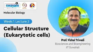 Lec 3: Cellular Structure (Eukarytotic cells)