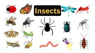 Insects and Bugs for Kids | Learn Insect Names in English with Pictures | English Vocabulary