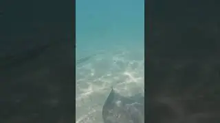 Stingrays! Stingrays!  Ever Swim with Wild Stingrays!?🏊&zwj;♀️🤿🤿. #stingray #grandcayman