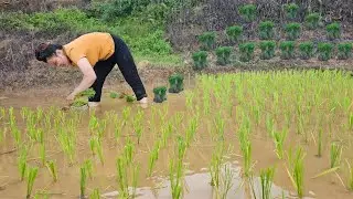 Agricultural Development: Rice and Animal Farming | T&agrave; X&ugrave;a Daily Life