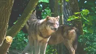 #naturecreativity #naturalbeauty #animals #naturelovers #like #subscribe ......