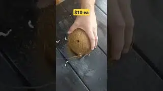 easy side hustle! #shorts #lifehacks #drinks