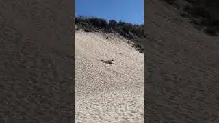 Sand surfing 🏄&zwj;♀️