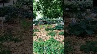 #Сад_Хост_среди_украшений-корней_деревьв#аптекарскийогород#art#news#motivation#nature#games#live#