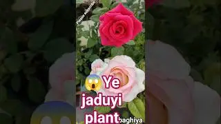 Ek plant me 2 colour ROSE 🌸😲 | Pink & Peach Rose Bloom | Mahi ki baghiya