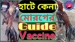 #cock f1 vaccin#desi#assel cock vaccine#hen vaccine#desi মোরগের vaccine#