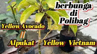 Alpukat Yellow Vietnam / Yellow avocado berbunga