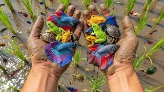 Unbelievable Group Catch in Mud | So Many Frogs, Fish & Turtles!