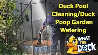Quack-tastic! Duck Pool Cleaning & Garden Watering