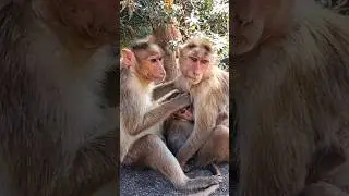 Monkey's Family Love ❤️💕🐵 #shortvideo #love #family #monkey