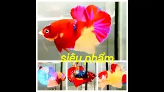 Đợt Cá Betta Koi Multi ngày 29/09/2025
