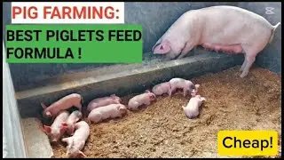 How To Mix BEST PIGLET Feeds For Faster Growth (Detailed)