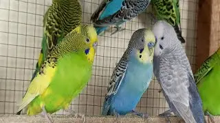 12 Hour Help Lonely Budgies to Chirp, Nature Parakeets Bird Sound