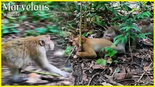Lovely Jane's family, Wow Jane rushes so fast to s/upport Anita c/atches the monkey pigtail