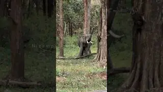 Elephant attack #youtubeshorts #eliphent #forest #bandhipur #travel @nizampari1431