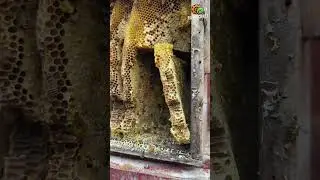 Professional beekeeper, collecting honey