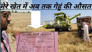 Wheat Yield so far/अभी तक गेहूं की उपज #hd2851#dbw303 #dbw327 #dbw332