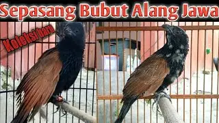 Koleksi baru, Sepasang Bubut Alang Jawa // Melestarikan Burung Bubut Alang Jawa
