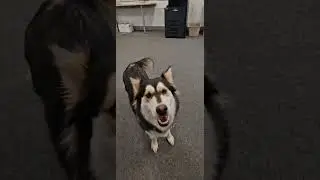 B&uuml;rotraining Teil 2 #doglife #siberianhusky #husky #huskylife #hund