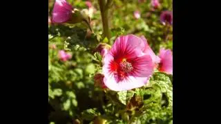 АНИЗОДОНТЕЯ  (ANISODONTEA)  сем. Мальвовые
