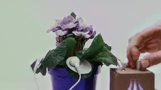 Waterflower - Violet
