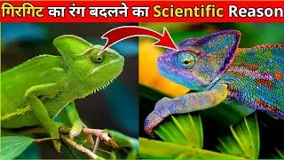 गिरगिट 🦎 अपना रंग क्यों और कैसे 🤔 बदलता है 👁️ देखकर होश उड़ जाएंगे 🤯 amazing facts 😱 #shorts FactzIQ