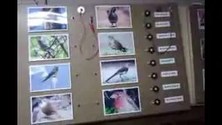 Demonstration of Animal Sound Boards