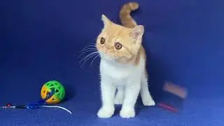 Exotic Shorthair Male kitten of Majestymeow Cattery!