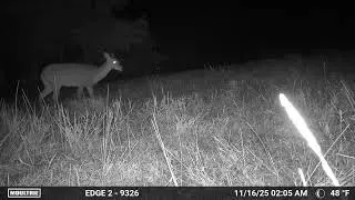 SWFL wildlife trail camera