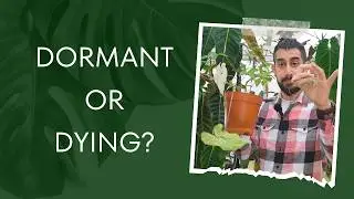 🌿 How to Handle Houseplant Dormancy Without Panic! 💤🌱