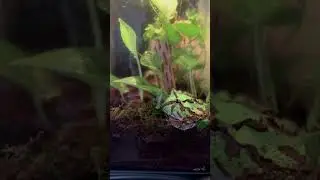 Fantasy frog on display!!!
