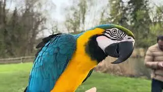 #parrotrocky #parrot #cute #animals #nature #funny #funnyanimals #love #zoo #pets #birds #macaw
