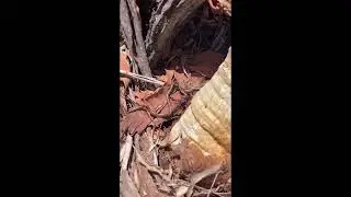 Snake Catcher Releases Python Hatchlings Into The Wild