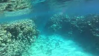 Aetobatus narinari &ndash; Spotted eagle ray (Red See Park Club Regency)