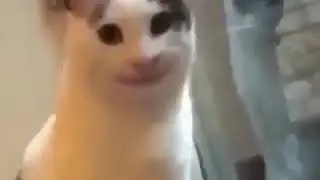 Polite cat meme