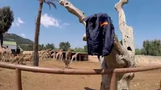 Una giornata allo zoo Safari di Fasano