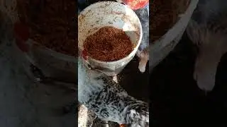 Criadero de gallinas 