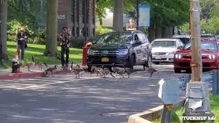 GEESE BLOCKS ROAD BUT THIS DRIVER WAS SUPER PATIENT.