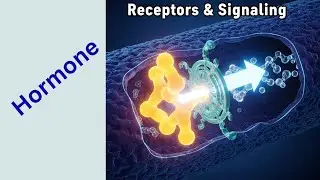 4- Interrelation Between the Nervous and Endocrine Systems