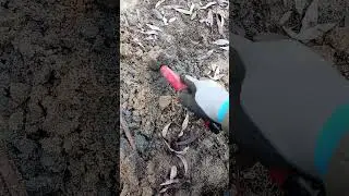 M&aacute;m tu sign&aacute;l #16 - N&aacute;lez rybničn&iacute; kule💥#metaldetecting#treasuresearch#history#hobby#treasure